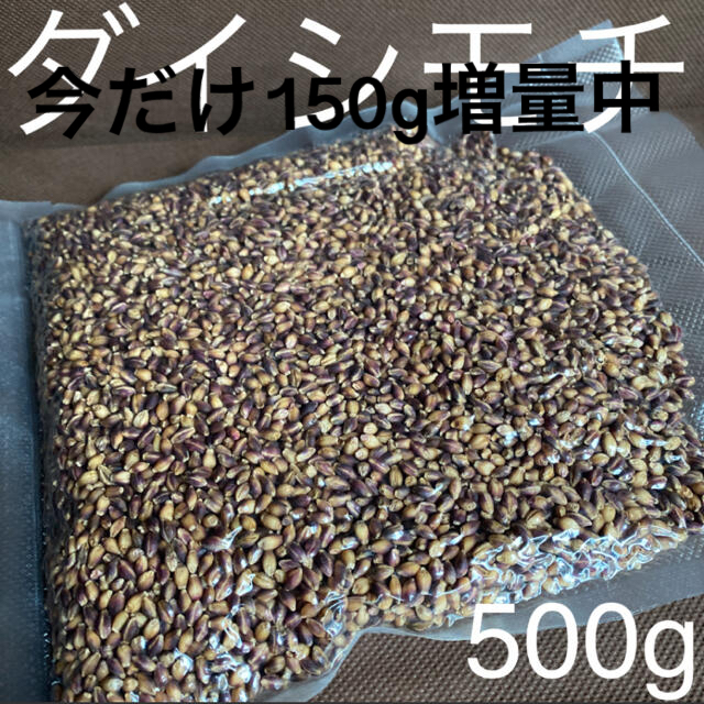 ダイシモチ玄麦500g 食品/飲料/酒の食品(米/穀物)の商品写真