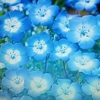 花の種 ネモフィラ200粒以上 おまけ付き50粒以上の通販 By ゴジラ君 S Shop ラクマ 花の種 ネモフィラ200粒以上 おまけ付き50粒以上の通販 By ゴジラ君 S Shop ラクマ