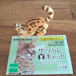 サーバルキャット(その他)