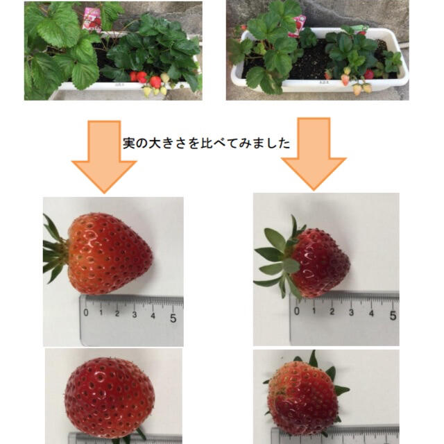 水溶性ケイ素濃縮溶液si mineral 500mlダイエット食品