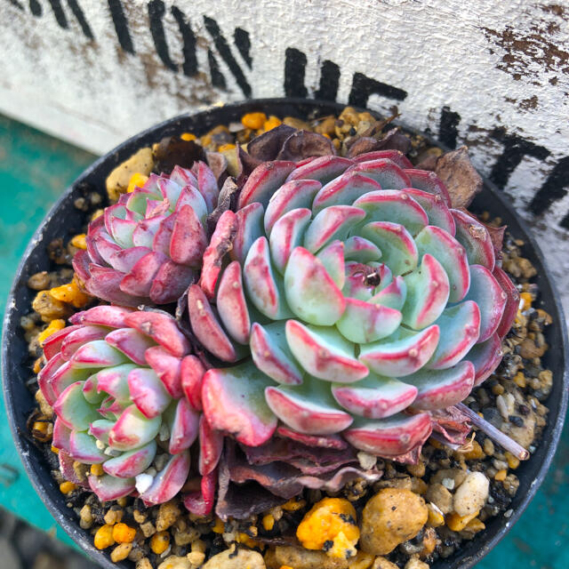 韓国多肉植物 韓国苗 エケベリアEcheveria 260 Sierra 10個 韓国多肉植物 韓国苗 エケベリアEcheveria 260 Sierra 10個