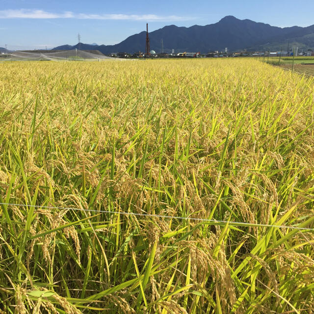 長野県産 天日干しコシヒカリ精米10kg 食品/飲料/酒の食品(米/穀物)の商品写真