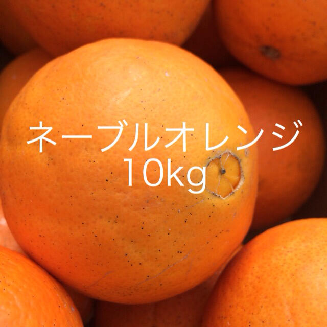 ネーブルオレンジ 10kg 箱込み  食品/飲料/酒の食品(フルーツ)の商品写真