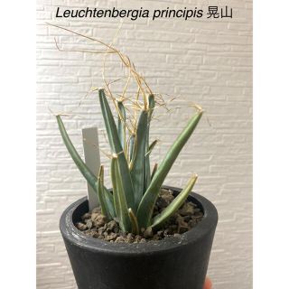 レアサボテン　晃山(光山) Leuchtenbergia principis(その他)