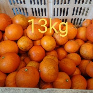 生産者直送 無農薬あまくさ みかん 13kg(フルーツ)