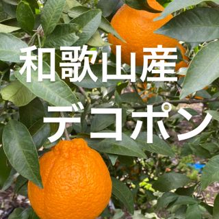 和歌山県産デコポン（不知火）混合入り‼️(フルーツ)