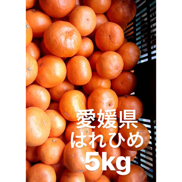 愛媛県　はれひめ　5kg 食品/飲料/酒の食品(フルーツ)の商品写真