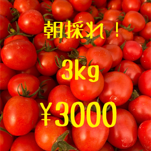 宮崎県産　完熟ミニトマト　3kg