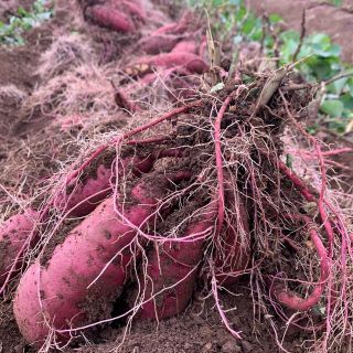 ニコニコ様専用 10キロ(野菜)