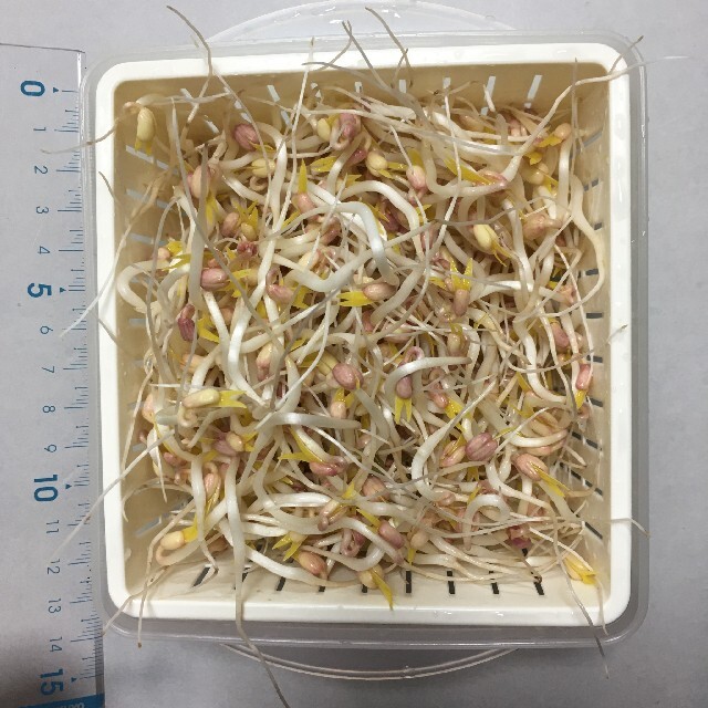 【20g】もやし　緑豆　タネ　種　自由研究 食品/飲料/酒の食品(野菜)の商品写真