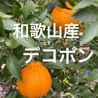 和歌山産デコポン（不知火）混合入り‼️(フルーツ)