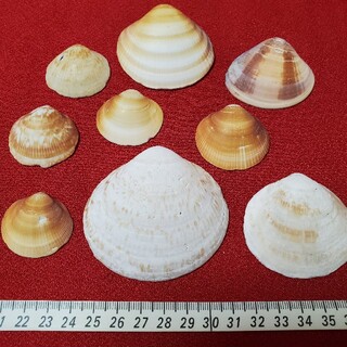 貝殻セット６(各種パーツ)