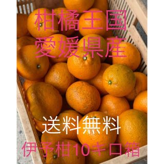 愛媛県産　伊予柑　10Kg箱　みかん(フルーツ)