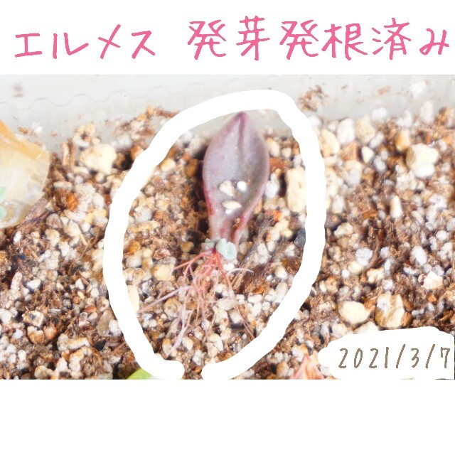 エルメス 葉挿し 発根済み！ １つ 多肉植物