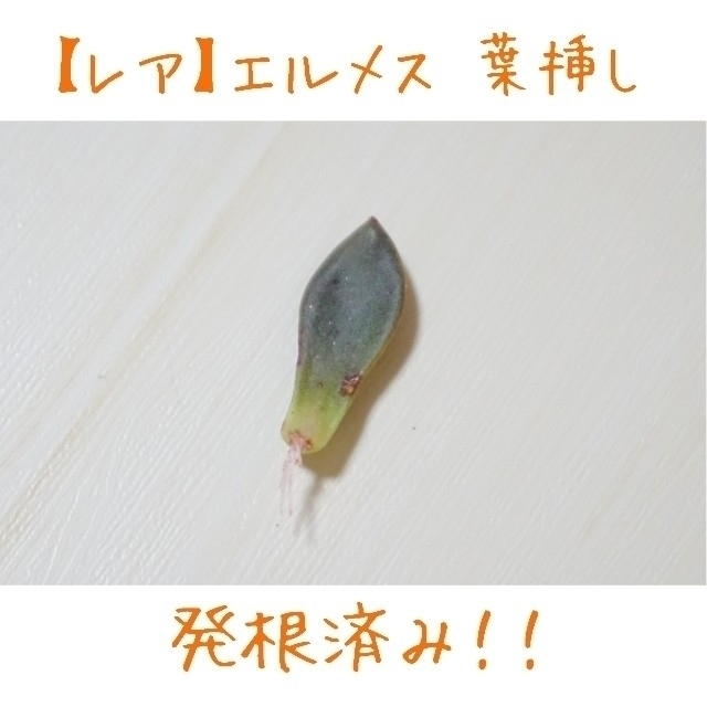 エルメス 葉挿し 発根済み！ １つ 多肉植物