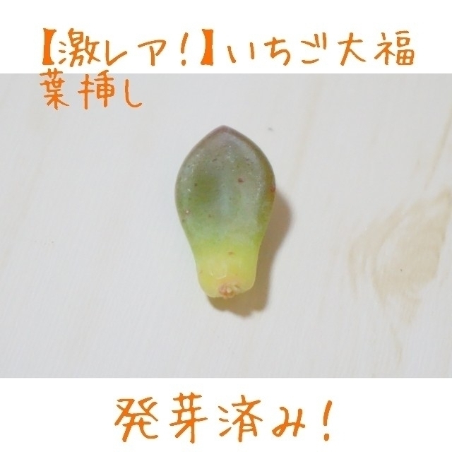 いちご大福  葉挿し 発芽済み！ １つ 多肉植物 ハンドメイドのフラワー/ガーデン(その他)の商品写真