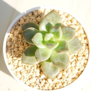 いちご大福 葉挿し 発芽済み! 1つ 多肉植物 いちご大福 葉挿し 発芽済み! 1つ 多肉植物