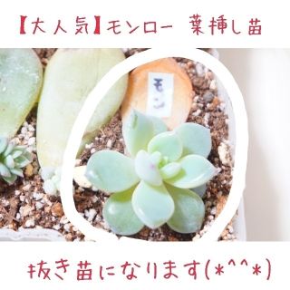 モンロー 葉挿し苗 抜き苗 １つ 多肉植物(その他)