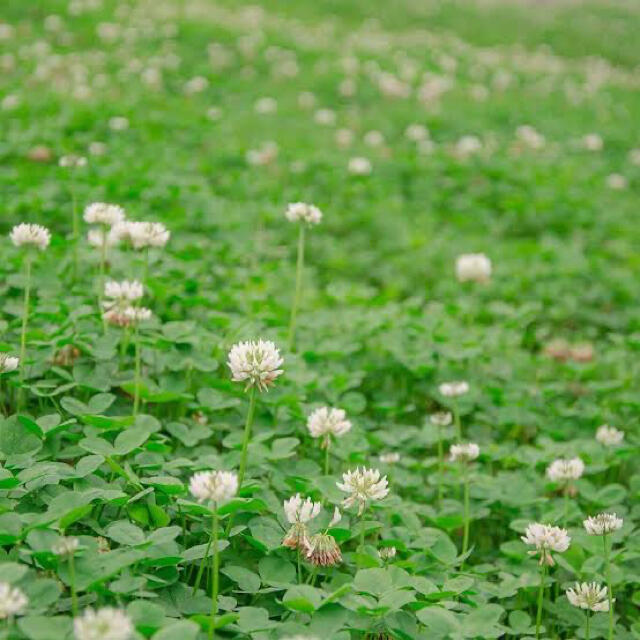 最安値 シロツメクサ ホワイトクローバーの種 25g 芝生 雑草対策に の通販 By きこり園芸 最安値 即購入ok ラクマ