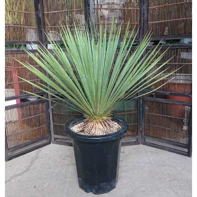 ユッカ ロストラータ yucca rostrata 希少種 【送料無料】約9㎝葉広がり