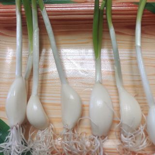 発芽ニンニク♥６０本(野菜)