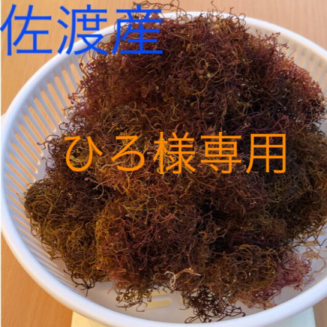 佐渡産　いご草　１kg     えご草　おきうと草