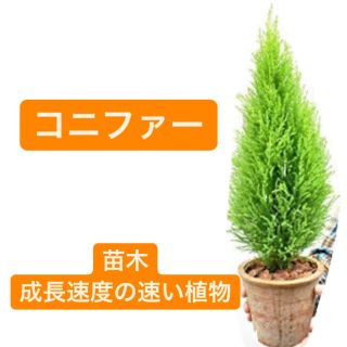 苗木 コニファー 成長速度の速い植物 寄せ植えや お庭のシンボルツリーに の通販 ラクマ