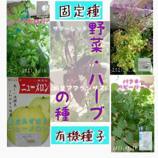 固定種 家庭菜園 水耕栽培 野菜の種 ハーブ エディブルフラワー (野菜)