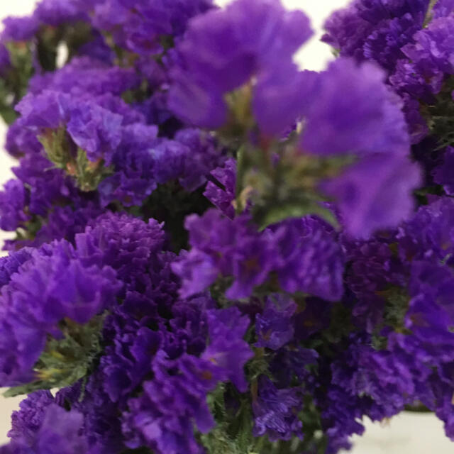 ドライフラワー　スターチス　紫 ハンドメイドのフラワー/ガーデン(ドライフラワー)の商品写真