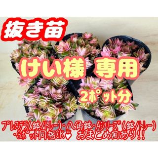 【抜き苗】茜の塔錦×2 多肉植物 クラッスラ 紅葉 プレステラ プラ鉢(その他)