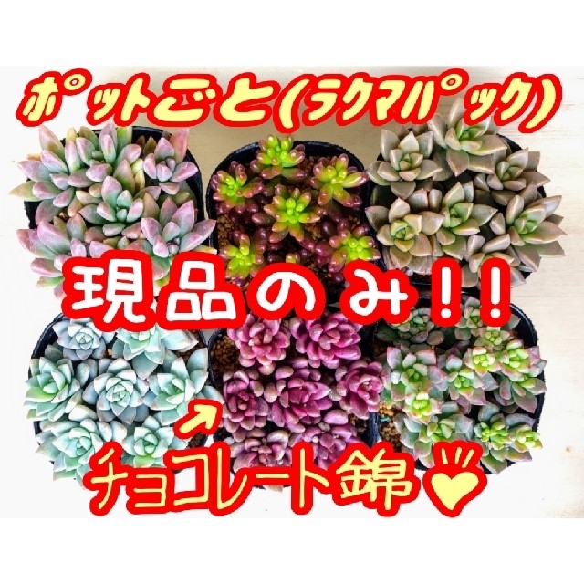 現品のみ【レアあり】6ポットセット ④ 多肉植物 プレステラ プラ鉢 ハンドメイドのフラワー/ガーデン(その他)の商品写真