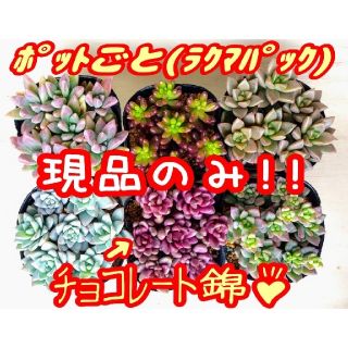 現品のみ【レアあり】6ポットセット ④ 多肉植物 プレステラ プラ鉢(その他)