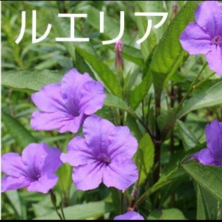 紫の花ルエリア☆種(その他)