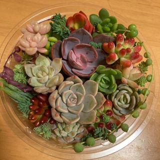 多肉植物🪴　[七福神入り寄せ植えカット苗](その他)