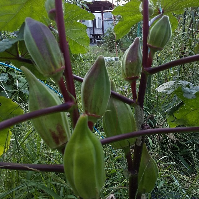 〈早割〉野菜の種 珍しいオクラの種 ダビデの星&ヒルカントリーレッド ハンドメイドのフラワー/ガーデン(その他)の商品写真