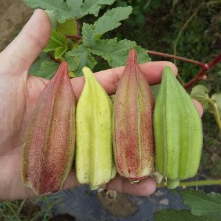 〈早割〉野菜の種 珍しいオクラの種 ダビデの星&ヒルカントリーレッド(その他)