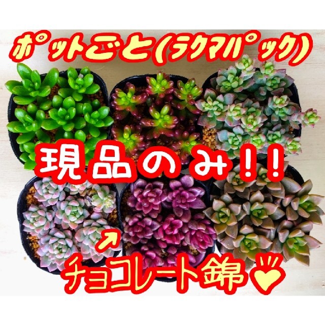 現品のみ【レアあり】6ポットセット ⑤ 多肉植物 プレステラ プラ鉢 ハンドメイドのフラワー/ガーデン(その他)の商品写真