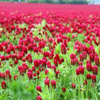 【最安値】深紅の綺麗な花♫ストロベリーキャンドル、クリムソンクローバー 30g(その他)