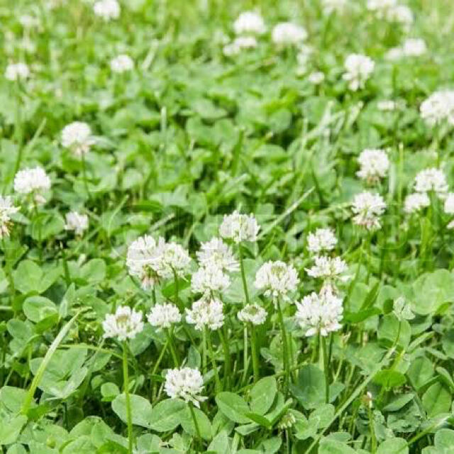 最安値 シロツメクサ ホワイトクローバーの種 25g 芝生 雑草対策に の通販 By きこり園芸 最安値 即購入ok ラクマ 最安値 シロツメクサ ホワイトクローバーの種 25g 芝生 雑草対策に の通販 By きこり園芸 最安値 即購入ok ラクマ