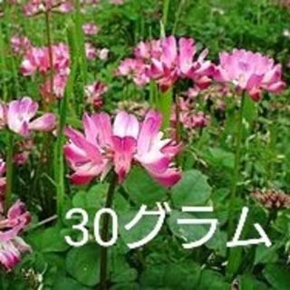 れんげ 種 大量30ｇ(その他)