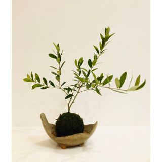 オリーブ《ミッション》の苔玉　観葉植物　インテリア　プレゼント　盆栽(その他)