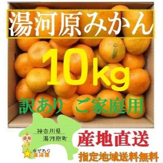 みかん 10kg🍊ご家庭用 訳あり 不選別 湯河原みかん 10キロ(フルーツ)