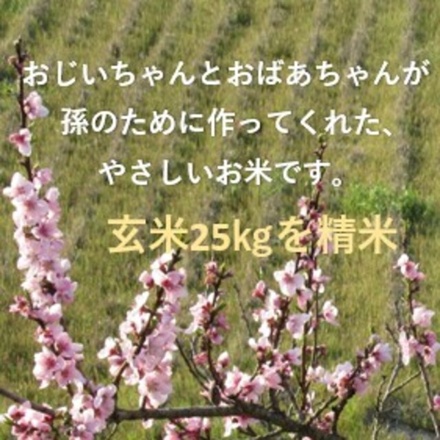 兵庫県産コシヒカリ玄米25㎏（精米してお届け）　農薬8.5割減》令和2年収穫　米/穀物