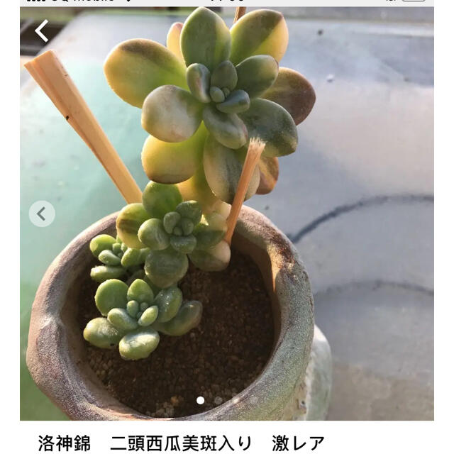 多肉植物多肉植物が通販できます専用