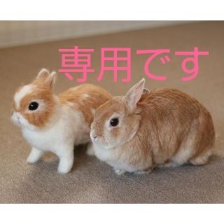 専用出品 うさぎ等のシーツ【つばさ様専用】(小動物)