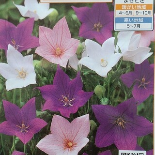 花の種      桔梗ミックス＋おまけ付き５０粒(その他)