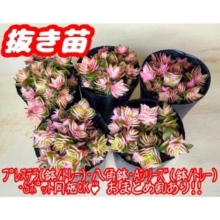 【抜き苗】茜の塔錦 多肉植物 クラッスラ 紅葉 プレステラ プラ鉢(その他)