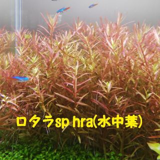 ロタラsp hra (水中葉) 20本 おまけ有り(アクアリウム)
