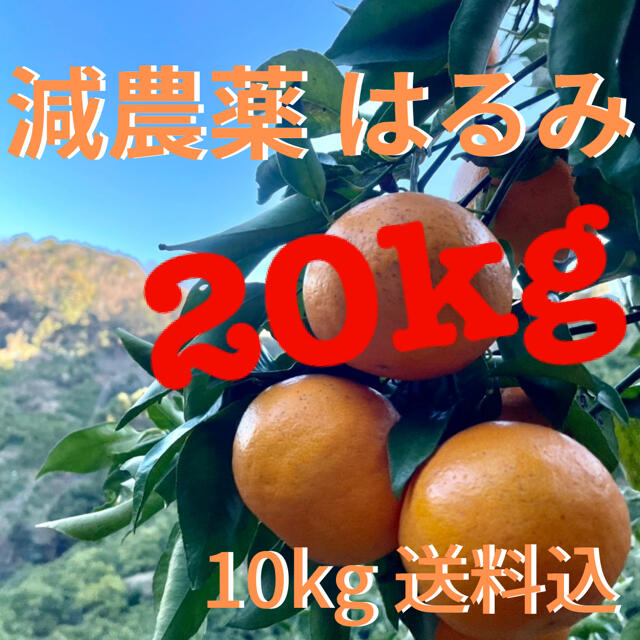 減農薬 はるみ みかん 20kg 和歌山 甘い 美味 20キロ 家庭用 お得大ちゃんはるみ