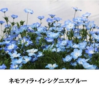 寒冷地の春まき花の種 　ネモフィラ・インシグニスブルー　50粒(その他)